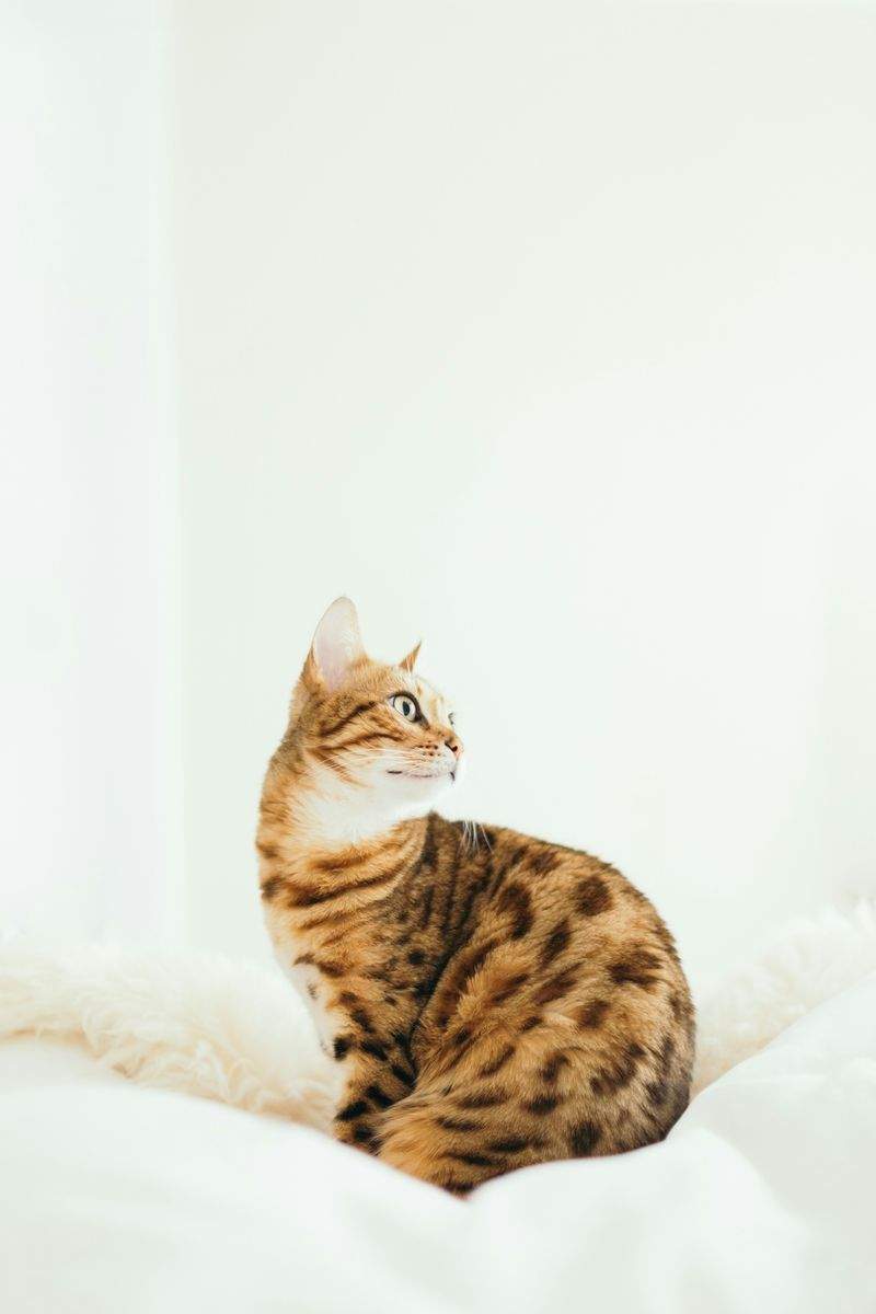 犬・猫のトリミング